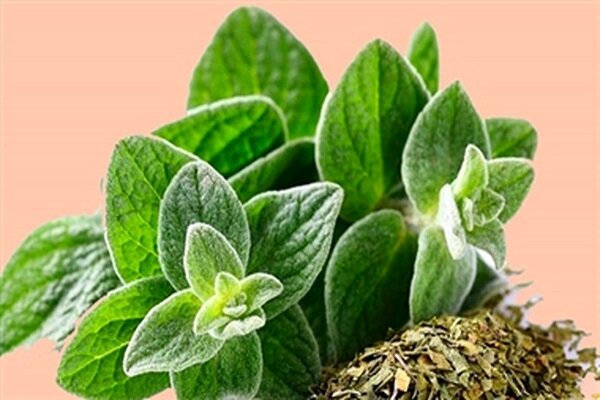 عکس گیاه پونه کوهی