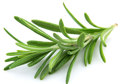 خواص رزماری؛ فواید درمانی، طرز مصرف، کاربردهای آرایشی و هشدارهای پزشکی